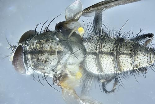 Hylemya vagans